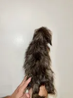 Shorkie , a male Shorkie for sale in Orlando, FL – 6 of 7