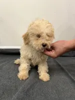 Cavapoo, a female Cavapoo for sale in Orlando, FL – 3 of 5
