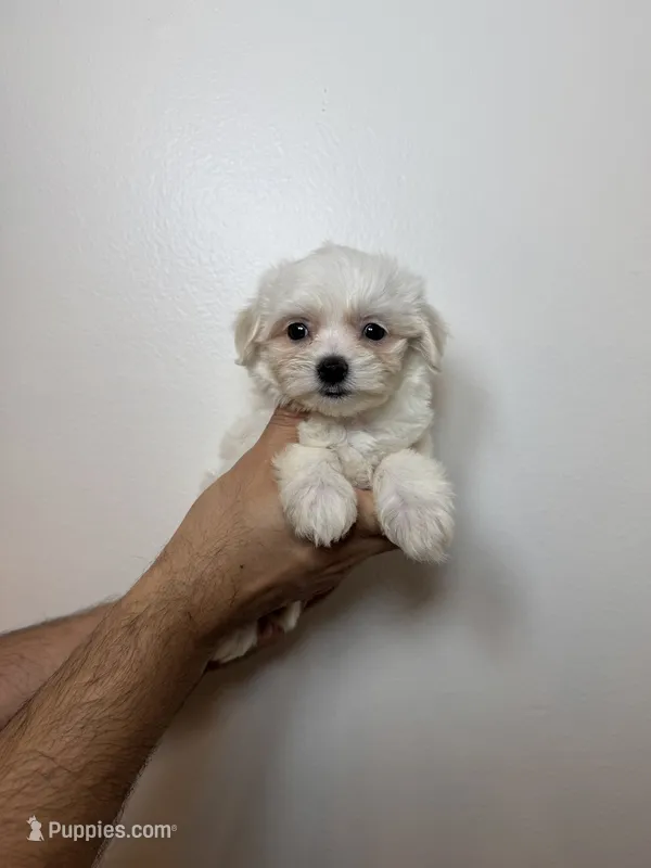 Maltese – Maltese puppy for sale in Orlando, FL
