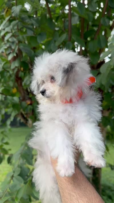 Teacup , a male Aussiedoodle for sale in Orlando, FL – 6 of 6