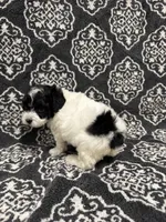 Toy Poodle, a female Poodle - Toy  for sale in Orlando, FL – 8 of 8