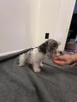 Miniature Schnauzer , a male Miniature Schnauzer for sale in Orlando, FL – 4 of 7