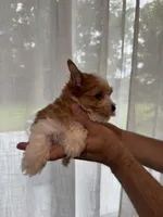 Yorkshire , a female Yorkshire Terrier for sale in Orlando, FL – 3 of 7