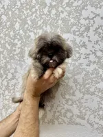 Shorkie 1 , a male Shorkie for sale in Orlando, FL – 3 of 6