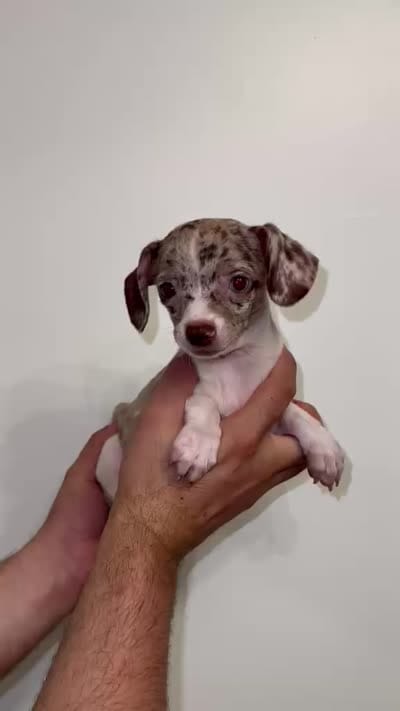 Chihuahua , a male Chihuahua for sale in Orlando, FL – 5 of 5