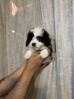 Toy Poodle , a male Poodle - Toy  for sale in Orlando, FL – 3 of 7