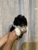 Toy Poodle , a male Poodle - Toy  for sale in Orlando, FL – 5 of 8