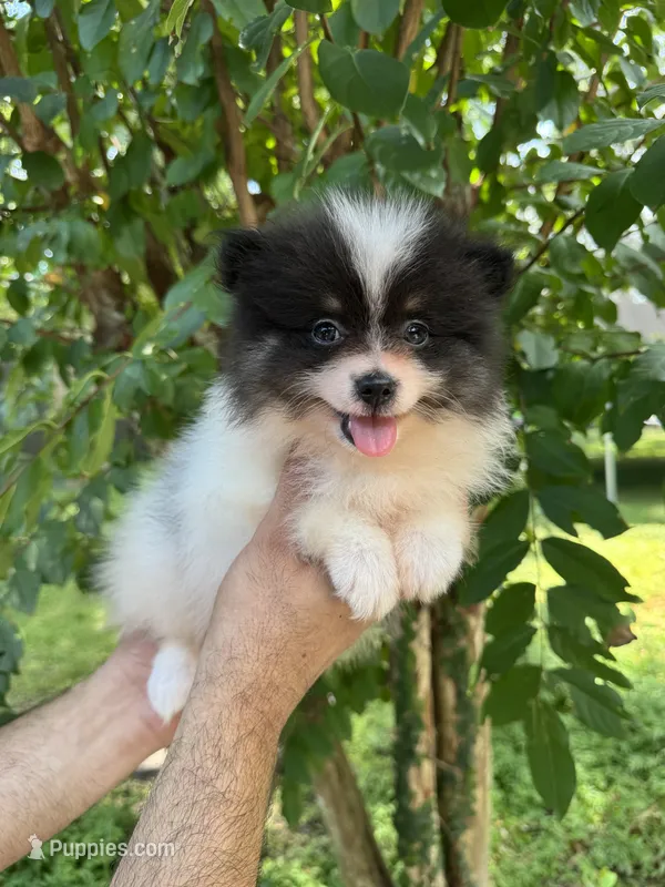 Pomeranian  – Pomeranian puppy for sale in Orlando, FL