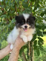 Pomeranian , a male Pomeranian for sale in Orlando, FL – 1 of 7