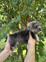Schnauzer 3, a female Miniature Schnauzer for sale in Orlando, FL – 6 of 7
