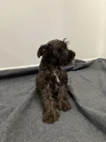 miniature Schnauzer , a male Miniature Schnauzer for sale in Orlando, FL – 4 of 5