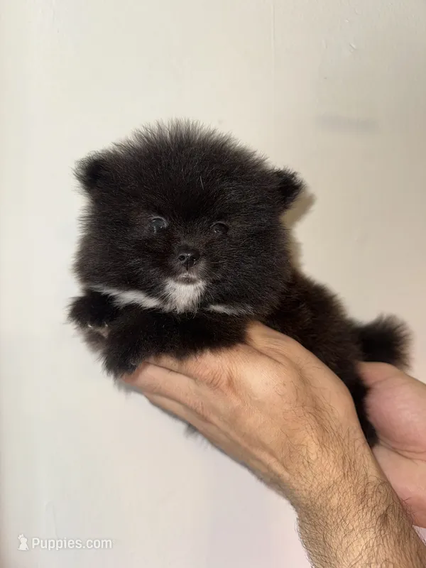 Pomeranian  – Pomeranian puppy for sale in Orlando, FL