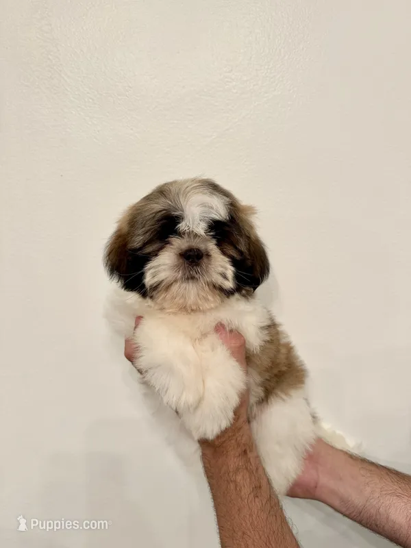 Shih-Tzu 2  – Shih Tzu puppy for sale in Orlando, FL