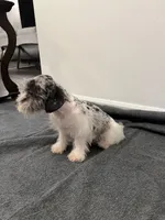 Miniature Schnauzer , a male Miniature Schnauzer for sale in Orlando, FL – 2 of 7