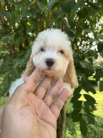 Poodle 3, a male Poodle - Miniature  for sale in Orlando, FL – 5 of 9