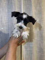 Miniature Schnauzer , a female Miniature Schnauzer for sale in Orlando, FL – 4 of 7