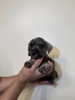 Miniature Schnauzer , a female Miniature Schnauzer for sale in Orlando, FL – 6 of 7