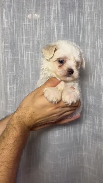 Maltese , a male Maltese for sale in Orlando, FL – 7 of 7