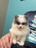 Pomerania , a male Pomeranian for sale in Orlando, FL – Photo 4 of 7