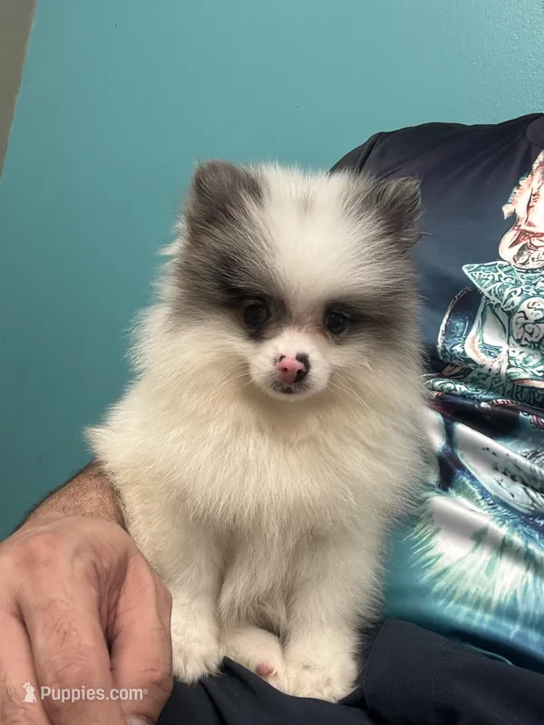 Pomerania  – Pomeranian puppy for sale in Orlando, FL