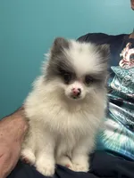 Pomerania , a male Pomeranian for sale in Orlando, FL – Photo 5 of 7