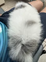 Pomerania , a male Pomeranian for sale in Orlando, FL – Photo 3 of 7