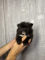Pomeranian , a male Pomeranian for sale in Orlando, FL – 5 of 7
