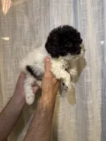 Toy Poodle , a male Poodle - Toy  for sale in Orlando, FL – 5 of 6