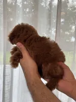 Red Toy Poodle , a female Poodle - Toy  for sale in Orlando, FL – 2 of 5