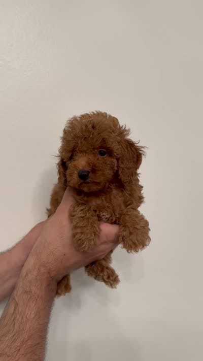 Toy Poodle red 2, a male Poodle - Toy  for sale in Orlando, FL – 6 of 6
