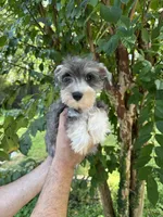 Schnauzer 2, a male Miniature Schnauzer for sale in Orlando, FL – 2 of 7