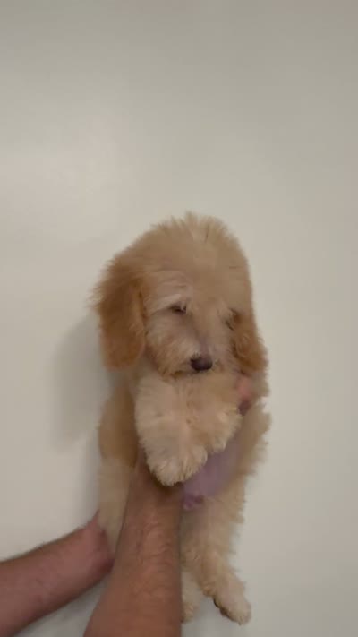 Poodle 1, a male Poodle - Miniature  for sale in Orlando, FL – 8 of 8