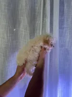 Toy Poodle , a male Poodle - Toy  for sale in Orlando, FL – 7 of 7