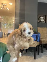 Maltipoo , a male Maltipoo for sale in Orlando, FL – 3 of 6