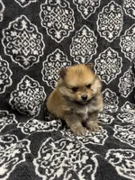 Teacup, a male Pomeranian for sale in Orlando, FL – 5 of 6