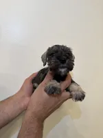 Miniature Schnauzer , a male Miniature Schnauzer for sale in Orlando, FL – 2 of 5