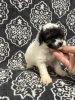 Toy Poodle , a female Poodle - Toy  for sale in Orlando, FL – 7 of 7