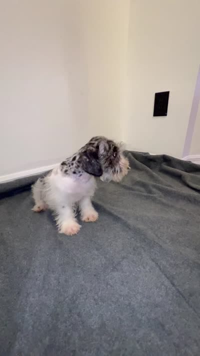 Miniature Schnauzer , a male Miniature Schnauzer for sale in Orlando, FL – 7 of 7