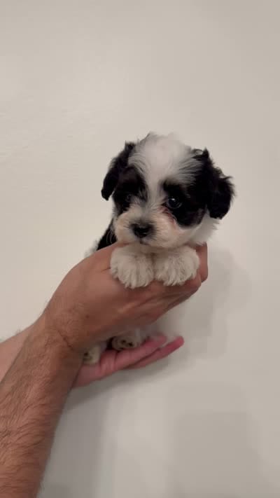 Maltipoo 2, a female Maltipoo for sale in Orlando, FL – 6 of 6
