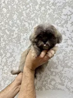 Shorkie 1 , a male Shorkie for sale in Orlando, FL – 2 of 6