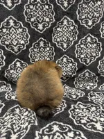 Teacup, a male Pomeranian for sale in Orlando, FL – 6 of 6