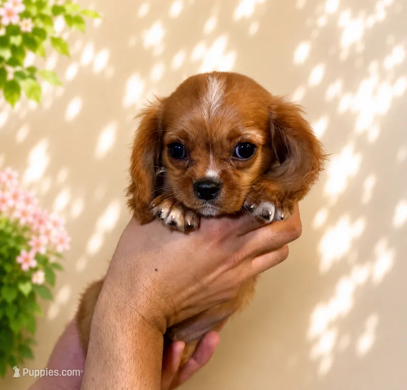 Cavalier  – Cavalier King Charles Spaniel puppy for sale in Orlando, FL