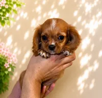 Cavalier , a male Cavalier King Charles Spaniel for sale in Orlando, FL – 1 of 7
