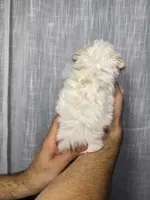 Maltese , a male Maltese for sale in Orlando, FL – 4 of 7