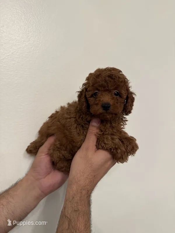 Red toy poodle 3 – Poodle - Toy  puppy for sale in Orlando, FL
