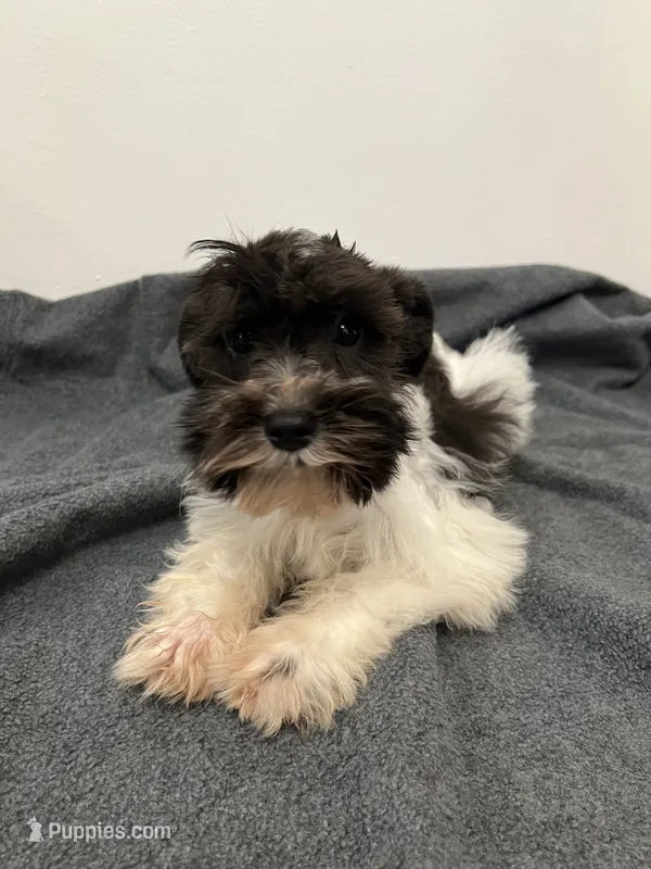 Miniature Schnauzer  – Miniature Schnauzer puppy for sale in Orlando, FL