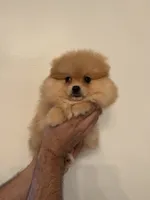 Pomeranian , a female Pomeranian for sale in Orlando, FL – 4 of 9