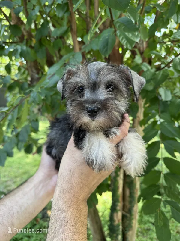 Schnauzer 3 – Miniature Schnauzer puppy for sale in Orlando, FL