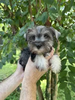 Schnauzer 3, a female Miniature Schnauzer for sale in Orlando, FL – 1 of 7