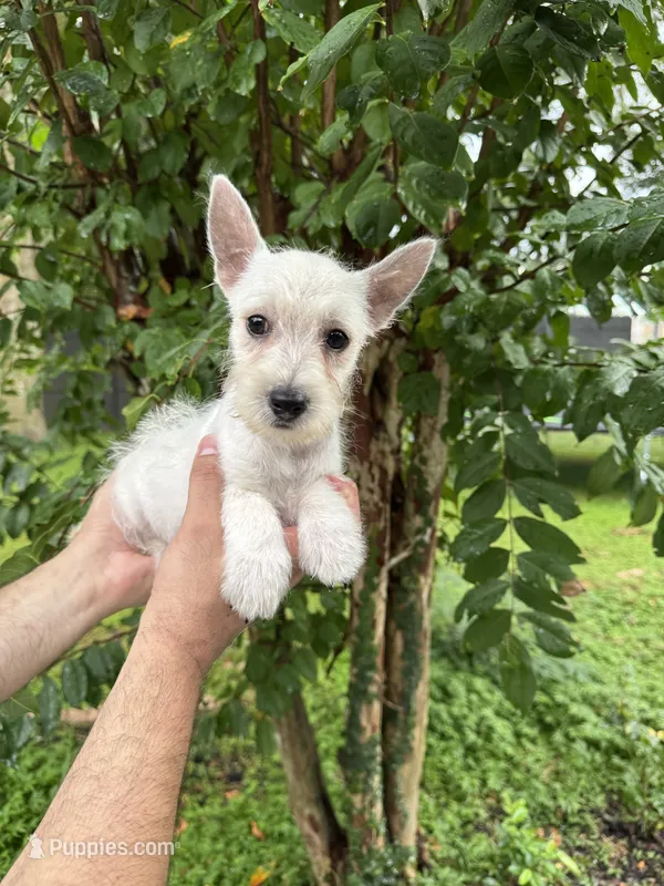 West Highland  – West Highland White Terrier puppy for sale in Orlando, FL